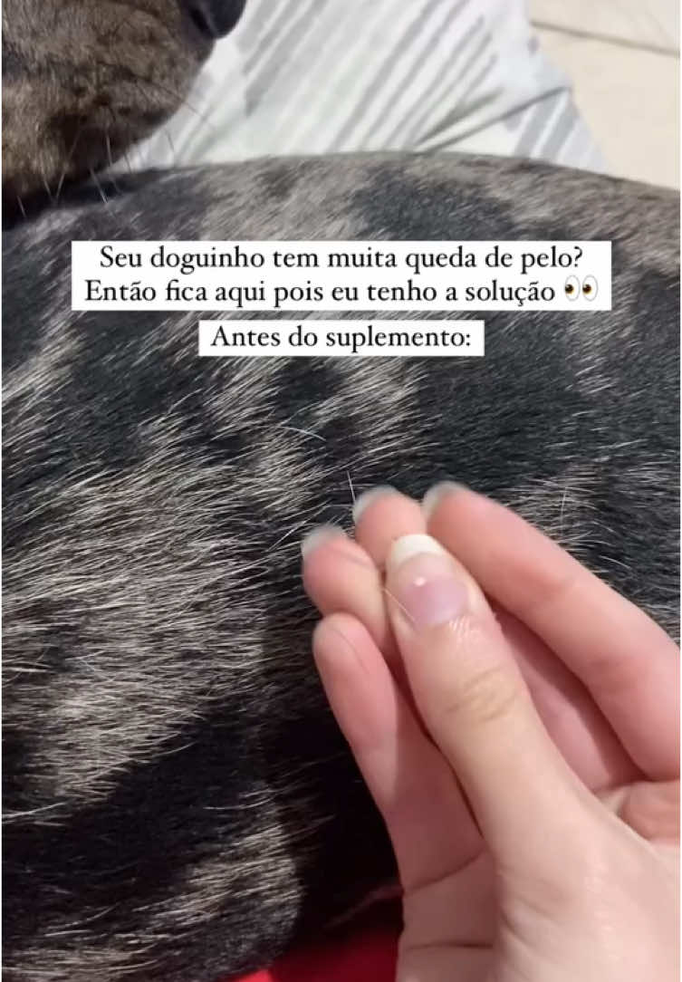Encontrei a solução para a queda de pelo! Aproveita e usa o cupom: ZOECATAHOULA10 #fyp #cachorro #dica #catahoula