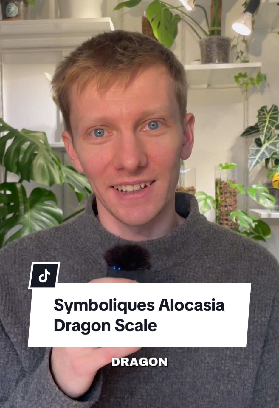Mythes et symboliques autour de l'Alocasia Dragon Scale  #plantsoftiktok #plantlover #plantparent #plantcare #planttips #alocasia 