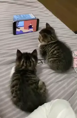 Hilarious kittens watching videos on the smart phone 😂😂😂, who said cats don't like to watch videos #trynottolaughtiktoktv #catstiktok #funnypets