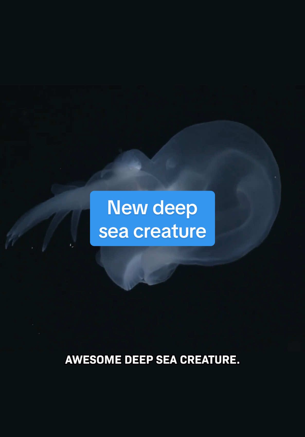 Scientists just identified this deep sea creature...  In recent years, remotely operated deep sea vehicles have gotten a lot better - cameras, navigation, sensors, automation - allowing us to get enough data to finally classify this slug. And this sea slug is just one of more than 250 species discovered in the depths with the help of these new tools. If you want more optimistic science in tech stories, subscribe for more of our show Huge If True...  #deepocean #deepsea #Science #Tech 