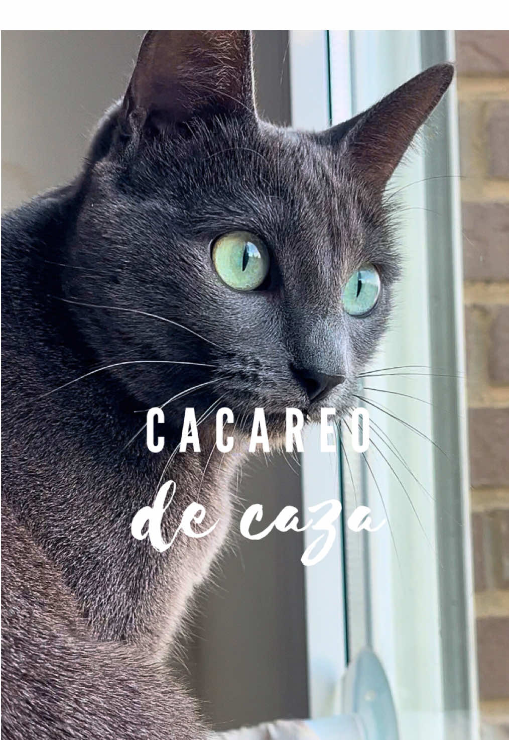 ¿Has visto a tu gato hacer ese extraño ‘cacareo’ mientras mira por la ventana? 🐦😺 Ese curioso sonido, mezcla de maullido y chirrido, 𝙚𝙨 𝙪𝙣𝙖 𝙙𝙚 𝙡𝙖𝙨 𝙢𝙖𝙣𝙚𝙧𝙖𝙨 𝙢𝙖́𝙨 𝙛𝙖𝙨𝙘𝙞𝙣𝙖𝙣𝙩𝙚𝙨 𝙚𝙣 𝙦𝙪𝙚 𝙡𝙤𝙨 𝙜𝙖𝙩𝙤𝙨 𝙚𝙭𝙥𝙧𝙚𝙨𝙖𝙣 𝙨𝙪𝙨 𝙞𝙣𝙨𝙩𝙞𝙣𝙩𝙤𝙨 𝙘𝙖𝙯𝙖𝙙𝙤𝙧𝙚𝙨. Cuando ven pájaros, insectos o algo que no pueden alcanzar, este comportamiento puede tener varias explicaciones: • 𝙁𝙧𝙪𝙨𝙩𝙧𝙖𝙘𝙞𝙤́𝙣 𝙤 𝙚𝙢𝙤𝙘𝙞𝙤́𝙣 𝙘𝙤𝙣𝙩𝙚𝙣𝙞𝙙𝙖:Cuando el gato ve una presa potencial pero no puede alcanzarla, el cacareo podría ser una forma de liberar la tensión o expresar su frustración. • 𝙄𝙢𝙞𝙩𝙖𝙘𝙞𝙤́𝙣 𝙤 𝙥𝙧𝙚𝙥𝙖𝙧𝙖𝙘𝙞𝙤́𝙣: Algunos expertos sugieren que este sonido podría ser un intento de imitar los ruidos de las aves o insectos, ayudando al gato a acercarse sigilosamente a su presa en situaciones reales. • 𝙍𝙚𝙛𝙡𝙚𝙟𝙤 𝙞𝙣𝙨𝙩𝙞𝙣𝙩𝙞𝙫𝙤 𝙙𝙚 𝙘𝙖𝙯𝙖: El movimiento de la mandíbula podría simular el mordisco final que los gatos dan al cuello de la presa para inmovilizarla. Es como si estuvieran ensayando mentalmente ese momento crítico. Este comportamiento es completamente normal y parte de sus instintos depredadores, incluso si nunca salen a cazar. Es una demostración de la mezcla entre sus habilidades naturales y las limitaciones del entorno doméstico. En mi casa solo lo hace Blues porque es la gran cazadora. ¿Vuestro gato también hace este sonido tan peculiar y espectacular? 😍  Contadme en comentarios, os leo. 🥰 #instintofelino #adoptaungato #gatoscuriosos #zaragoza #gatosunicos #gatosfelices