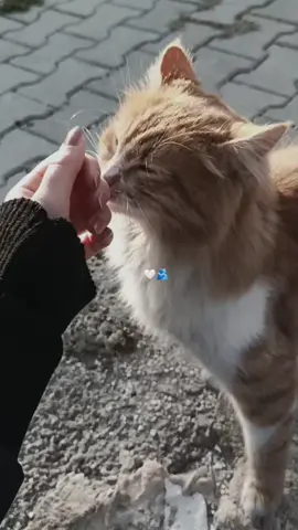 أحن مواساة خلقها الله ❤️🫂: #قطط #حب 