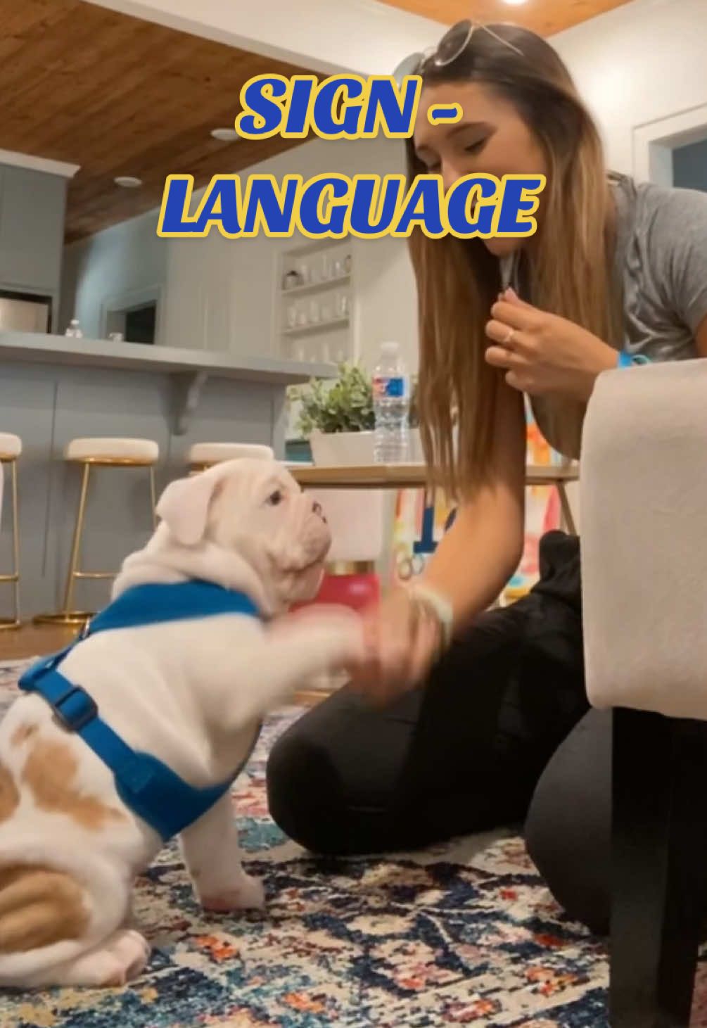 Replying to @user3836815280482 it took patience but Jupiter also picked up SO quick. He was fully potty trained within a month or so and knew tricks through sign language! I definitely lucked up with a smart boy. I highly recommend training with hand motions (even for hearing dogs).   #deafdog #jupiterthebulldog #dogtricks #DogTraining #puppy #englishbulldogpuppy #englishbulldog #smartdog #pottytrained #signlanguage 