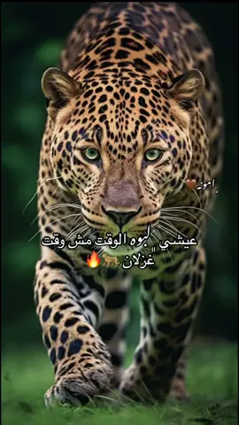 #CapCut #عيشي_لبؤة_الوقت_مو_وقت_غزلان🔥🐆 #مالي_خلق_احط_هاشتاقات 