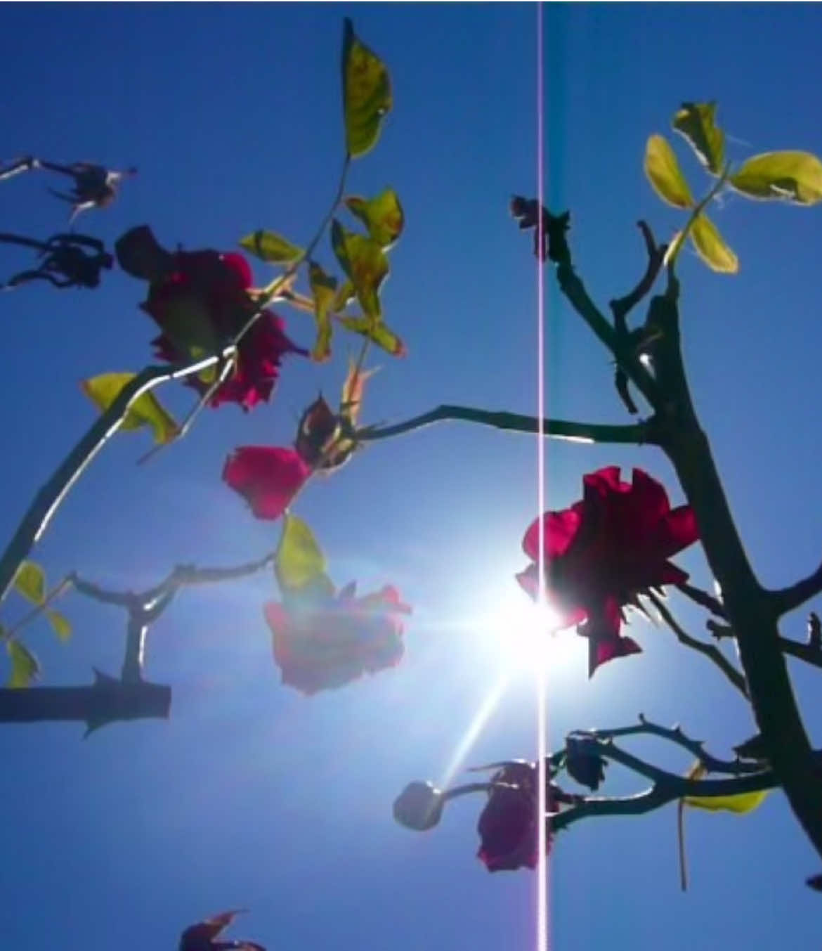 #digicam #digitalcamera #pointandshoot #oldcamera #videodiary #nostalgia #early2000s #memories #dream #nature #trees #flowers 