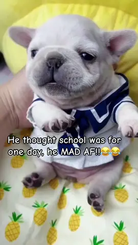 #pibblesoftiktok #pibble #gmail #pibblegang 