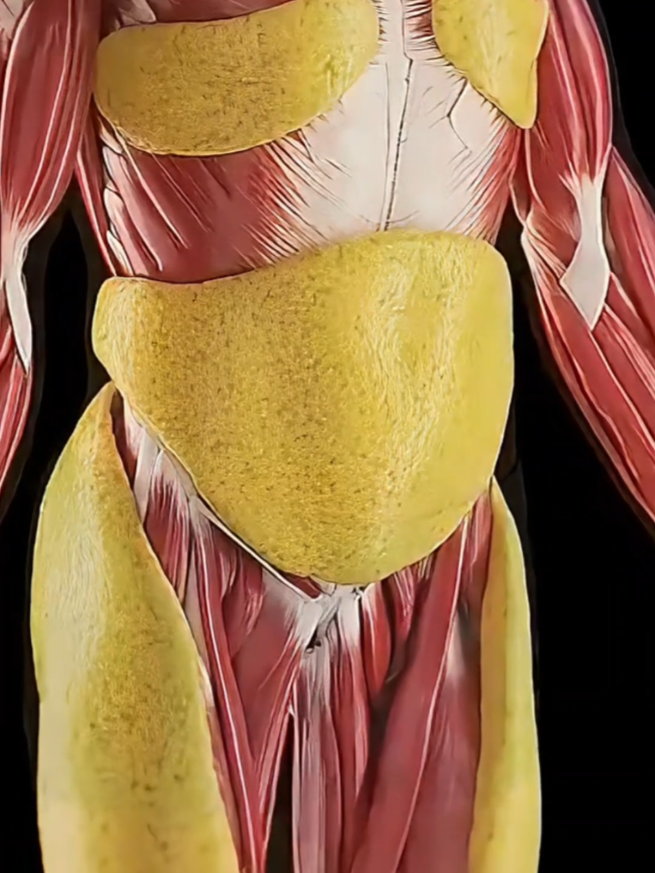 4 exercícios para perder gordura abdominal  #gorduraabdominal #emagrecer #exercicioabdominal #exercicio #gorduranabarriga #emagrece #saude #exercicioparaabdomen 