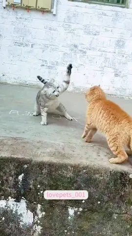 #fyp #foryou #cat #funny 