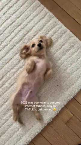 follow me on IG @panchoisawiener #puppy #dog #dachshund #dachshundsoftiktok #dachshundpuppy #minidachshund #doxielove #cute #funny 