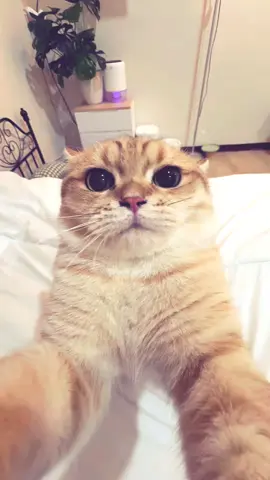 trending sound #viral #cats #funny #trending #trendingvideo #petdance #fyp #catsoftiktok 
