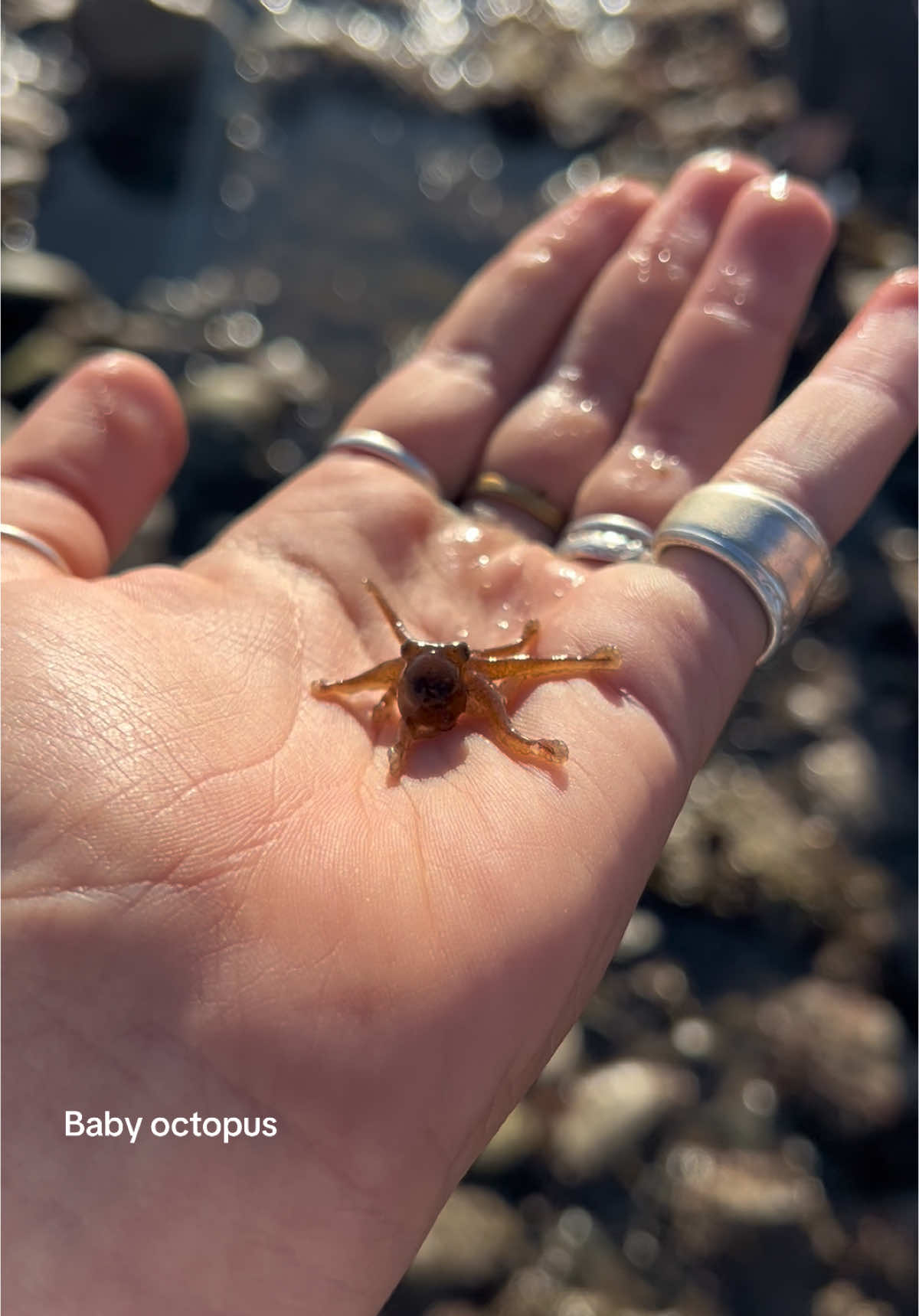 So baby  #ocean #octopus #baby 