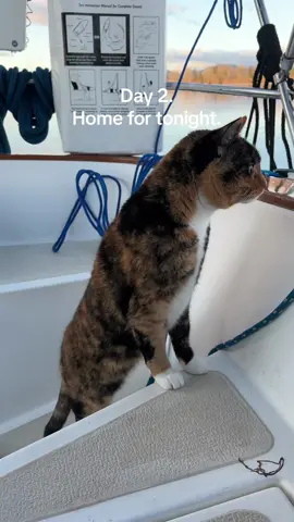 Day 2 sailing to the oregon coast & 109 days until my cat and i cross the pacific ocean from oregon to hawaii. #sailinglife #sailing #fyp #dream #cats #cataoftiktok 