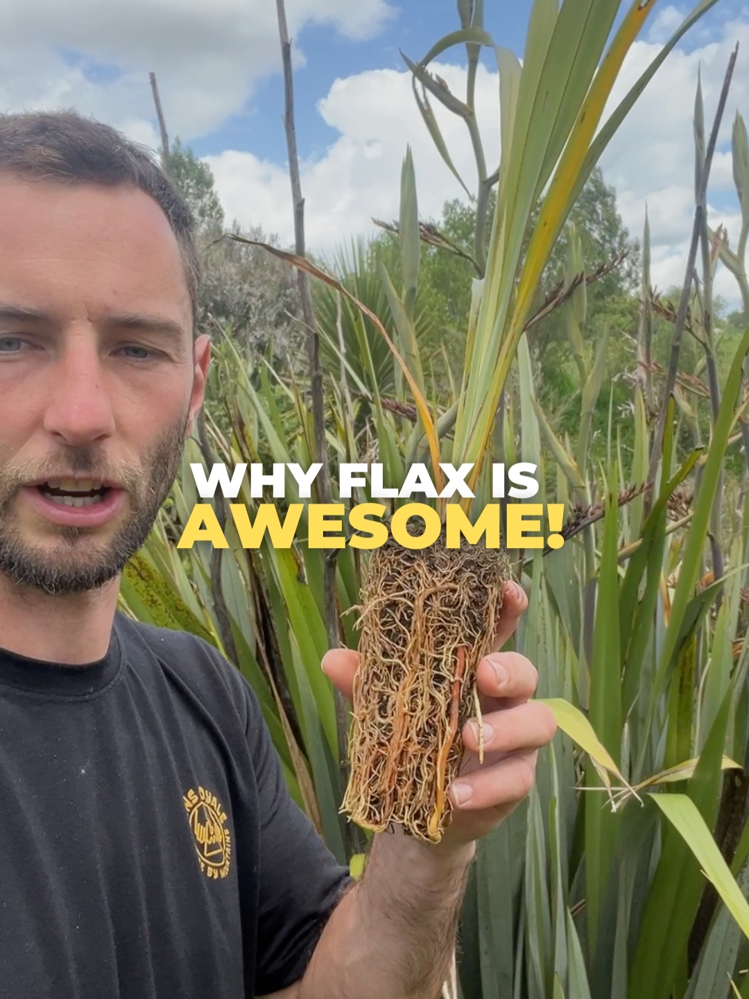 There are so many reasons to love the incredible Harakeke.. here’s just a few! #nativeplanting #nzplants #nznatives