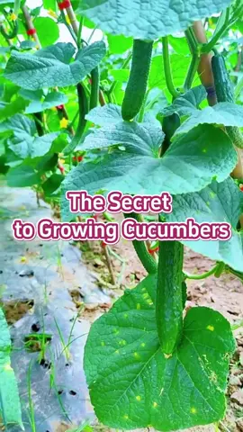 #garden #gardentips #gardening#gardening101 #gardeninghacks #gardeningtips #planting #plantips #agriculture #farming 