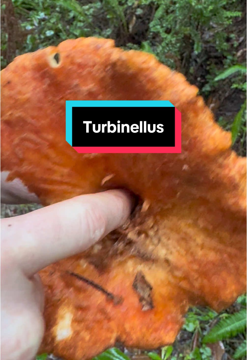 Wooly “Chanterelle” (Turbinellus floccosus), mildly toxic, very wet