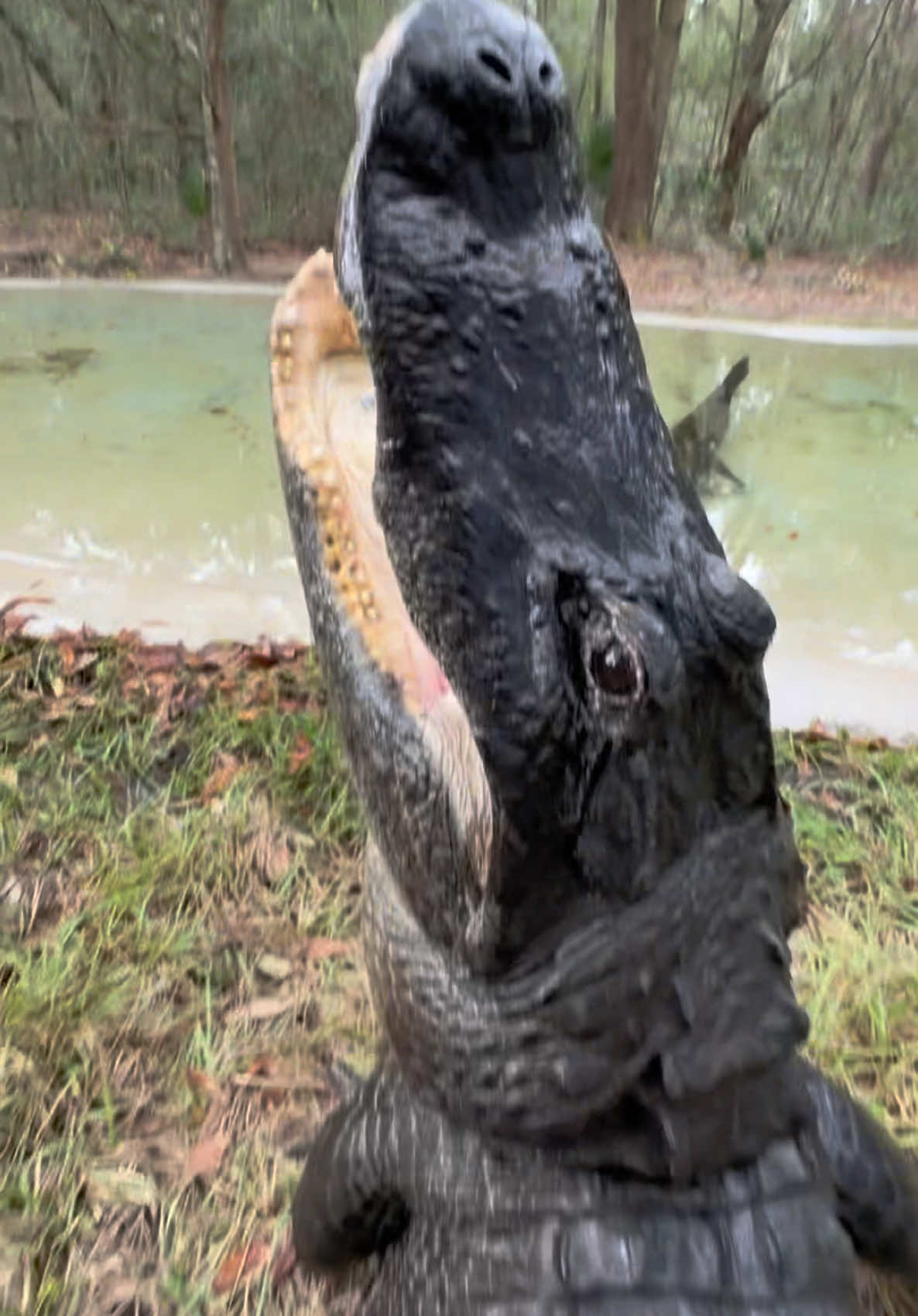 Gator grunts! Bella is a very vocal alligator and talks a lot with her little grunts! These are the adult version of the baby Gator chirps!! It’s really cute to hear a dinosaur that can kill you doing baby chirps 😂. These chirps can usually mean begging or pleading, or other meanings depending on the situation!!  ~~~Our rescue gators are wild caught nuisance gators that would’ve otherwise been destroyed. The state of Florida destroys 8,000 “nuisance” gators annually, but we don’t have a nuisance gators problem but rather a nuisance HUMAN problem. 1k people a day move to FL, unsustainably developing the land, and a lot of ignorant people making a nuisance out of themselves. NEVER feed a wild gator, never have kids or pets near the water, and never swim in gator habitat! And of course, never attempt anything you see in my videos! If you would like to donate to the care of the sanctuary animals, we greatly appreciate any support!! You can make a tax deductible donations directly through our website bellowingacres.org  @bellowingacres  #animaleducation  #Rescue #AnimalRescue #AnimalSanctuary #ExoticAnimals #Animals #Animals #CuteAnimals #educational     #Gator #Alligator #crocodile #nilecroc #nilecrocodile   #reptile #scicomm #rescuegator  CG 