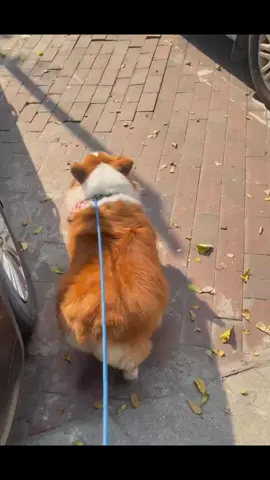 Nắng ấm ròiii đi dạo thui #pet #cogri #xuhuong ##chó_cưng 