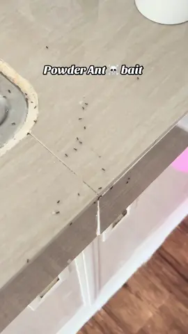 Lifesaver 😩💕 #antpowderkillingbait #homeremedies #blackantpowder 