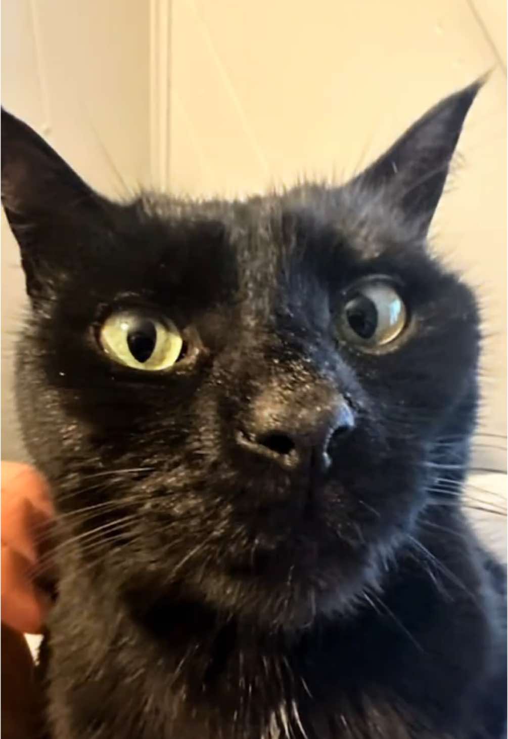 DA BOMB 🐈‍⬛🔥 #cat #catlife #catmom #blackcat #catlover #funnycat #funnycatvideo #kitty #kittycat 