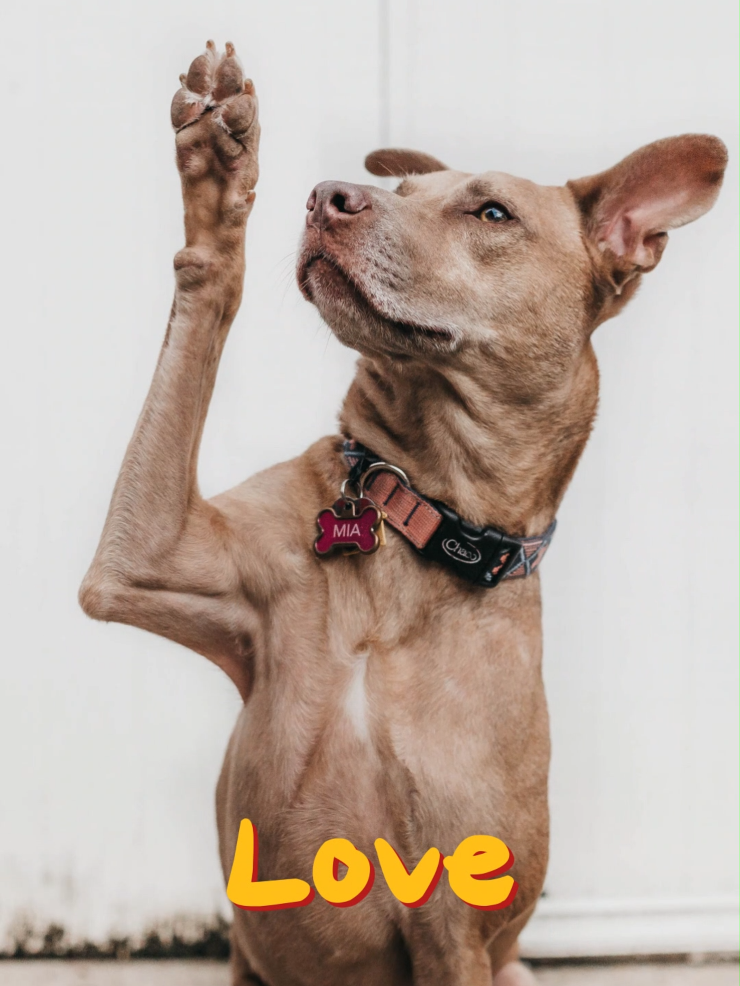 Dogs your freinds forever. #vet #vetsinfo #vetmed #bcse #navle #ecfvg #neb #bovine #cattle #equine #animallovers #vetdoc #animation #dairyfarming #cattle #vetmed #vetsinfo #fyp #viral #todaysbestvideo #support #animalwelfare #animalvideo #animation #3danimation #innovation #education #informativevideo #mustwatch