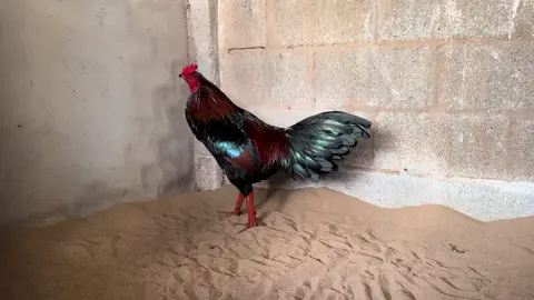 Gà cỏ đón xuân !