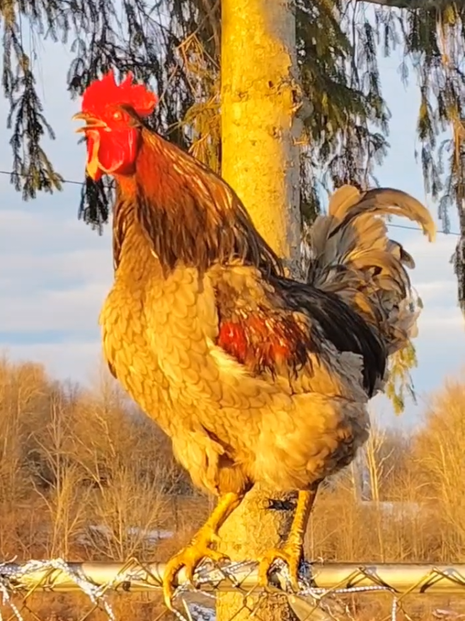 Good Morning from Fireball! 😁  #CapCut #goodmorning #chicken #chickens #rooster #roostersoftiktok #morningroutine #morninggreetings #greeting #Funny #funnyvideo #morninginspiration #morningmotivation #humor #fyp #fypシ #fypシ゚viral #fypage #fyppppppppppppppppppppppp 