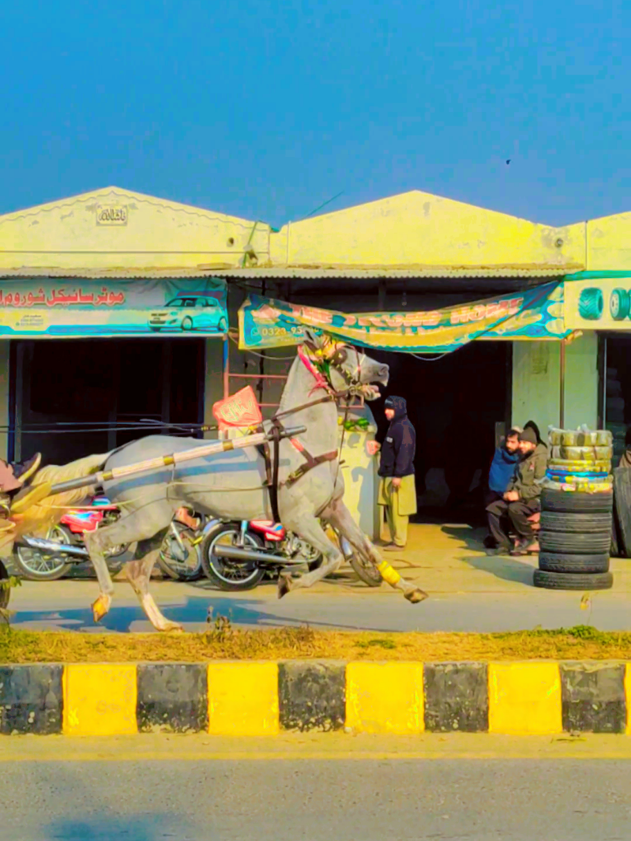 #race #horserace #trending #tangharace #pakistanihorse #viral_video #tangarace #horse #foryou #1milion #badilhorse 