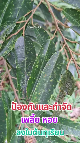 กำจัดเพลี้ยหอยในต้นทุเรียนทำตามนี้ครังผม#เพลี้ยหอย#เพลี้ย#กำจัดแมลง#สารกำจัดแมลง