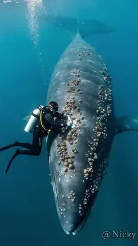 “AI-Generated Scene: Diver Cleans Barnacles Off a Whale – A Touch of Humanity for Ocean Conservation 🐋💙 #AIArt #OceanConservation #marinelife #fyp #deepseawonder 