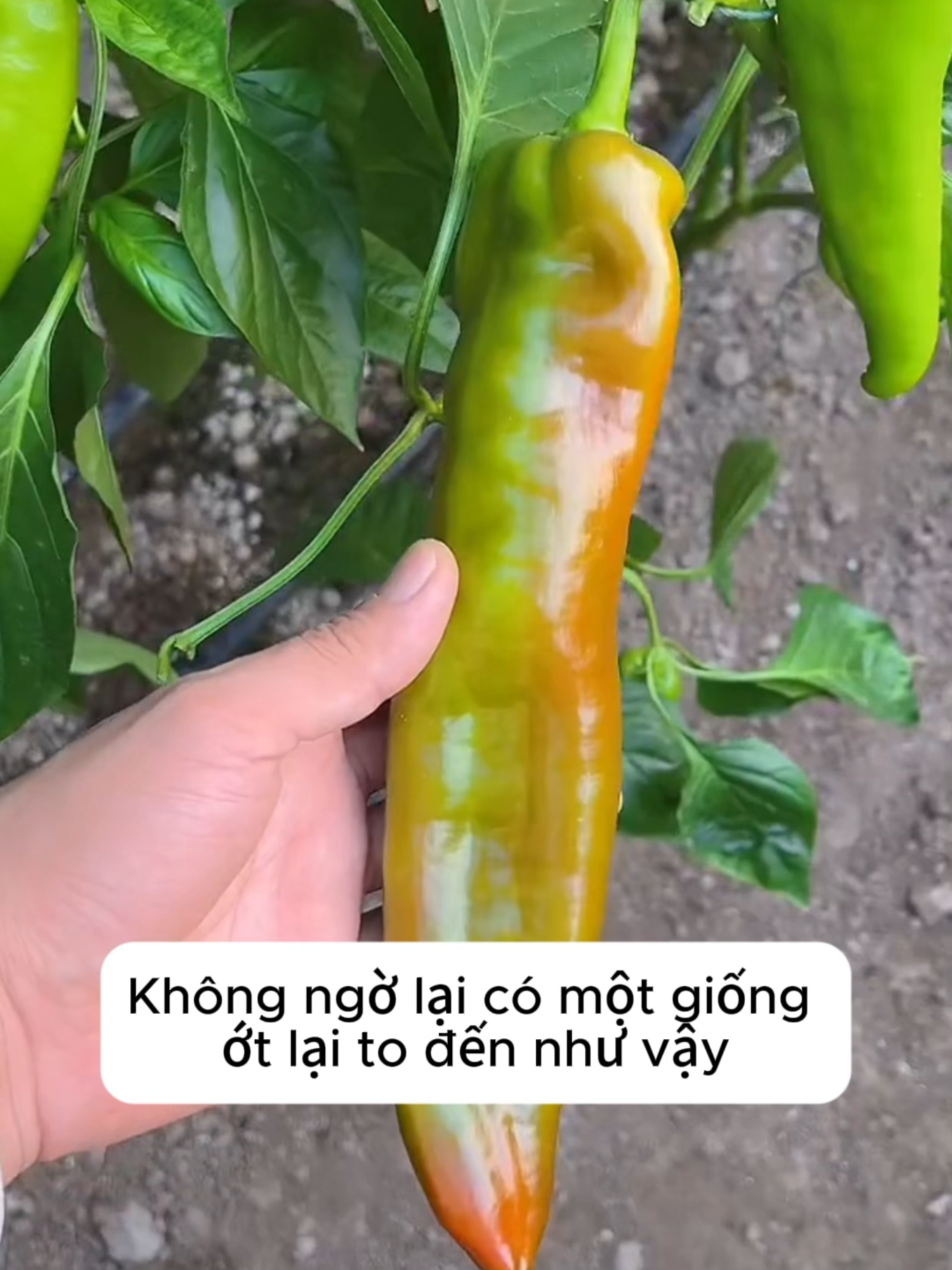 Giống Ớt Ngọt To Khổng Lồ Palermo Ngon Giòn Ngọt Ít Hăng, Dễ Trồng Dễ Chăm Sóc. Trồng Được Quanh Năm #ot #otkhonglo #otngot #palermo #otpalermo #hatgiong #hatgiongot #hatgiongotngot #hatgiongotpalermo #trongot #trongotngot #trongotpalermo