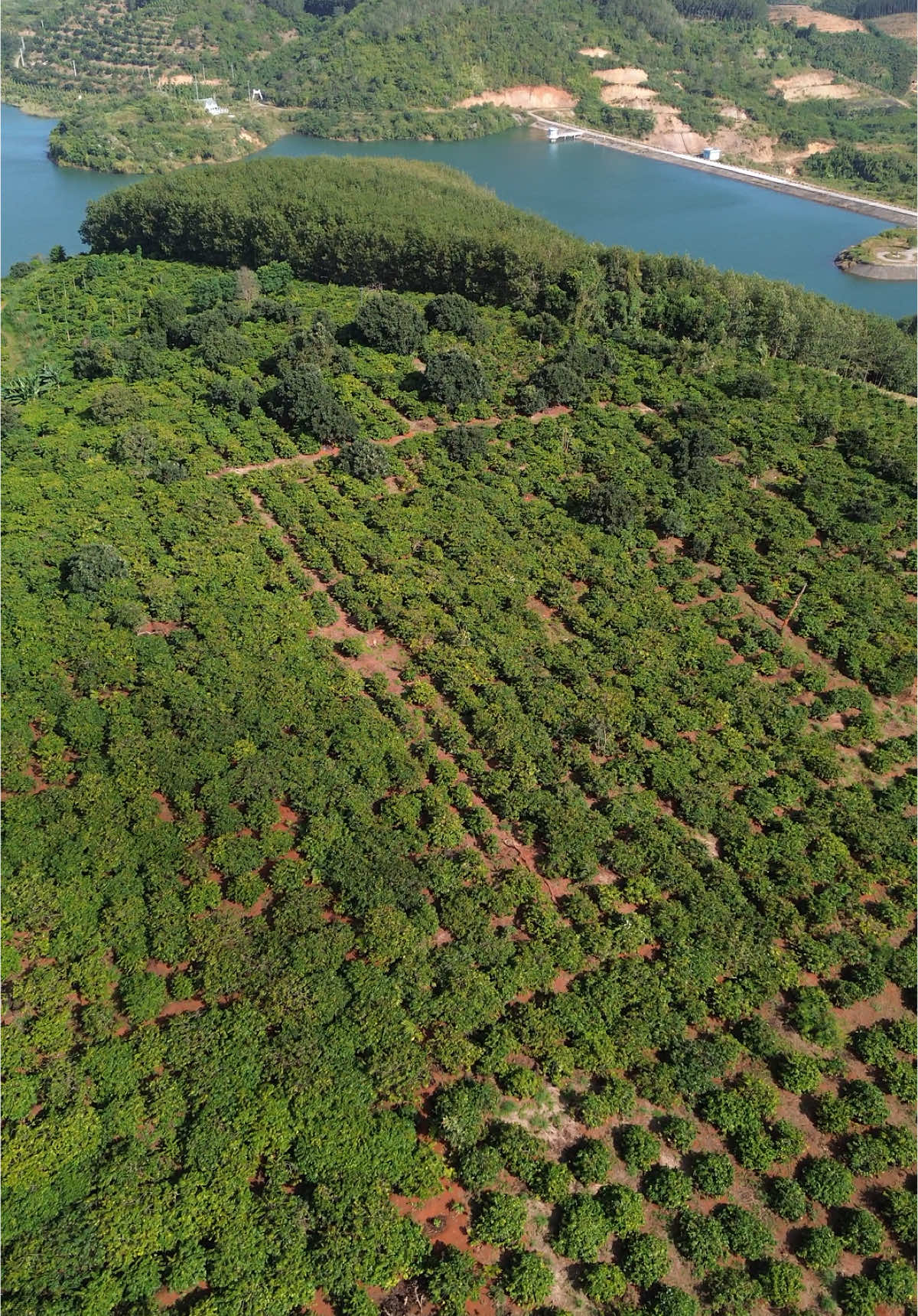 Vườn cf đẹp, view hồ #xuhuongtiktok #flycam #mini3 #bayxuyenbao 