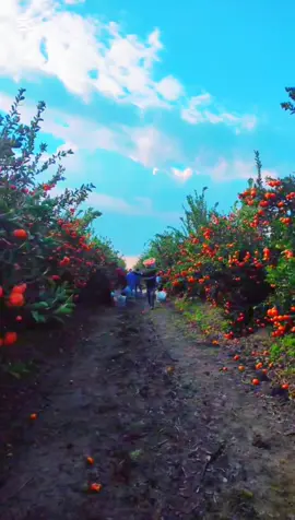 يا هيك صوت المقص يا بلا هاي عمالنه #sehmuskaya 