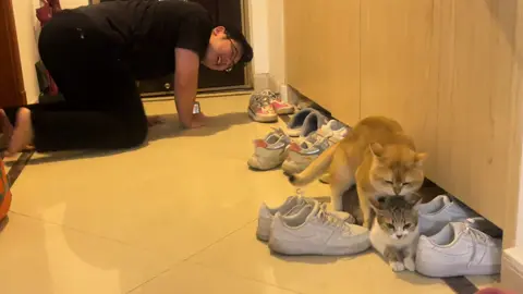 Haha, I came across this scene accidentally. It’s so embarrassing. #cat #cats #catsoftiktok #catlover #cattok 