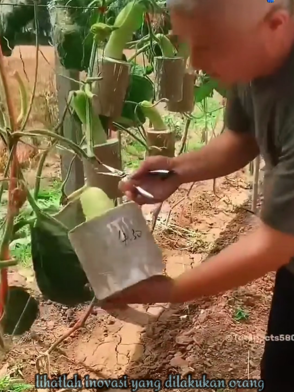 Buah ini menarik ikut bentuk dari cetakan #theundergraduatescience #unik #viral #inspiration #kreatif 