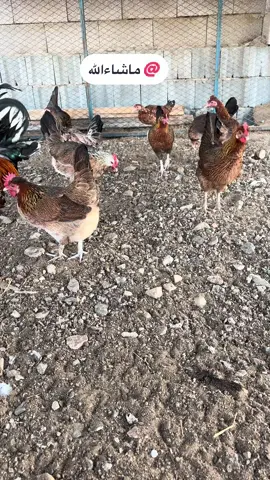 #ماشاءالله_تبارك_الله_اذكروا_الله #سلالات_العربي_الاصيل #دجاج_عربي_قديم #دجاج_ترثة #دجاج_فري #دجاج_عربي_ماكنتوش #اكسبلورexplore #تيك_توك #تصويري 