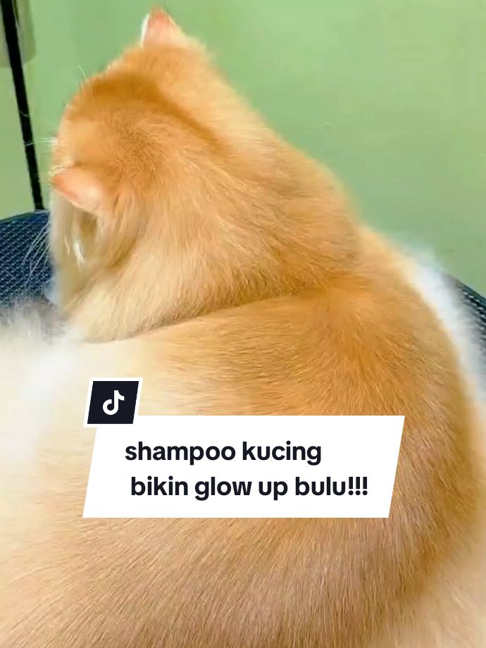 anabul punya bulu lebat dan glowing nih pakai glowcat shampoo dari holycatlab #glowcat #shampoo #shampookucing #shampooantirontok #kucingtiktok #kucinglucu #fyp 