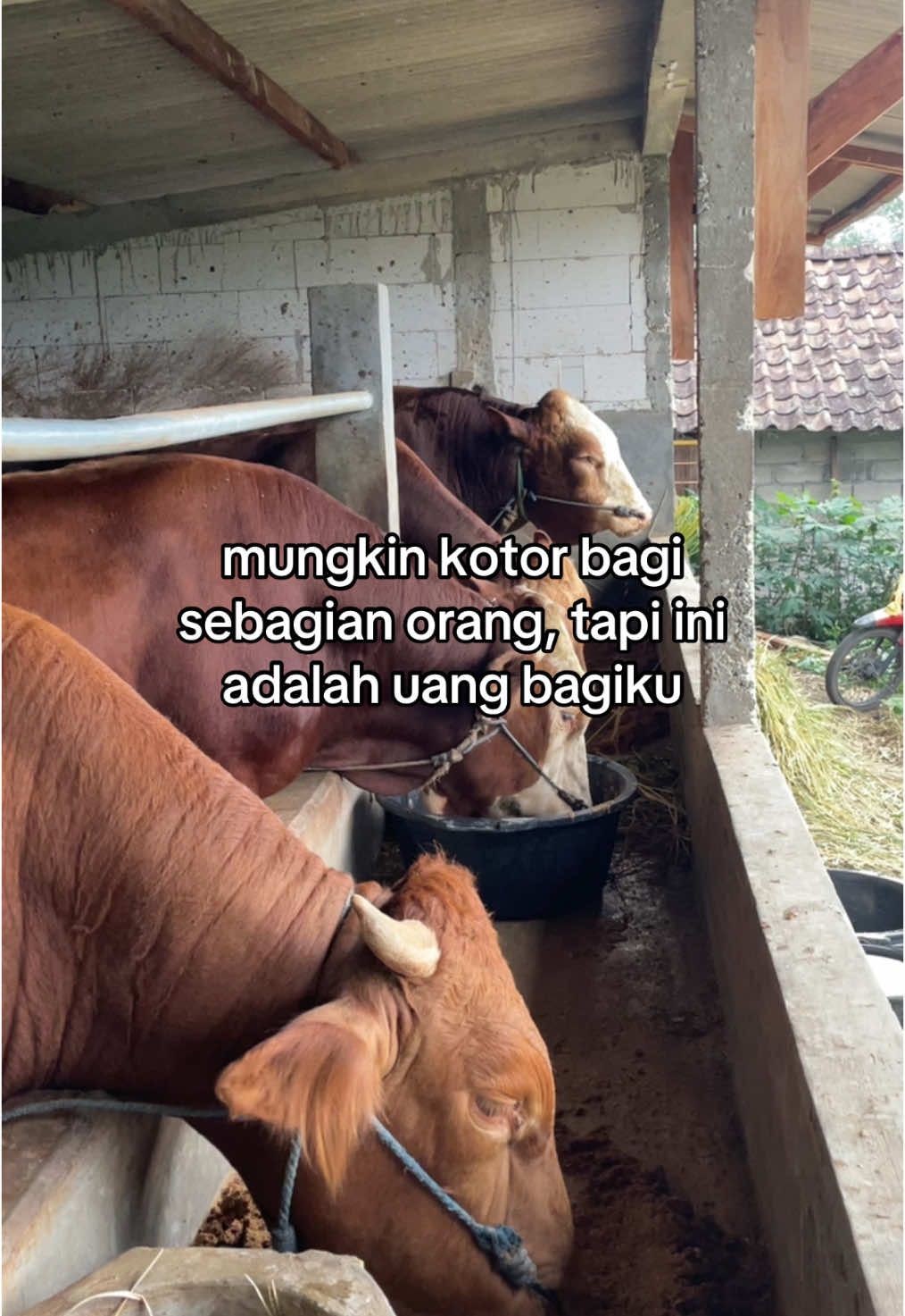kotor dikit ga ngaruh😋   #peternakmuda #peternakan #sapi 