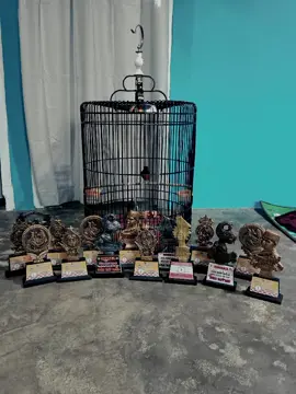 alhamdulillah 15piala Hasil (MB DEWO NDARU) 1 bulan setengah sekarang rontok #muraibatuindonesia #muraibatumania #kicaumaniaindonesia #kicaujambi 