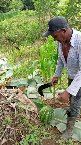 #foryou #videoviral  roçaamor😍😍🍉 #vidanaroça 