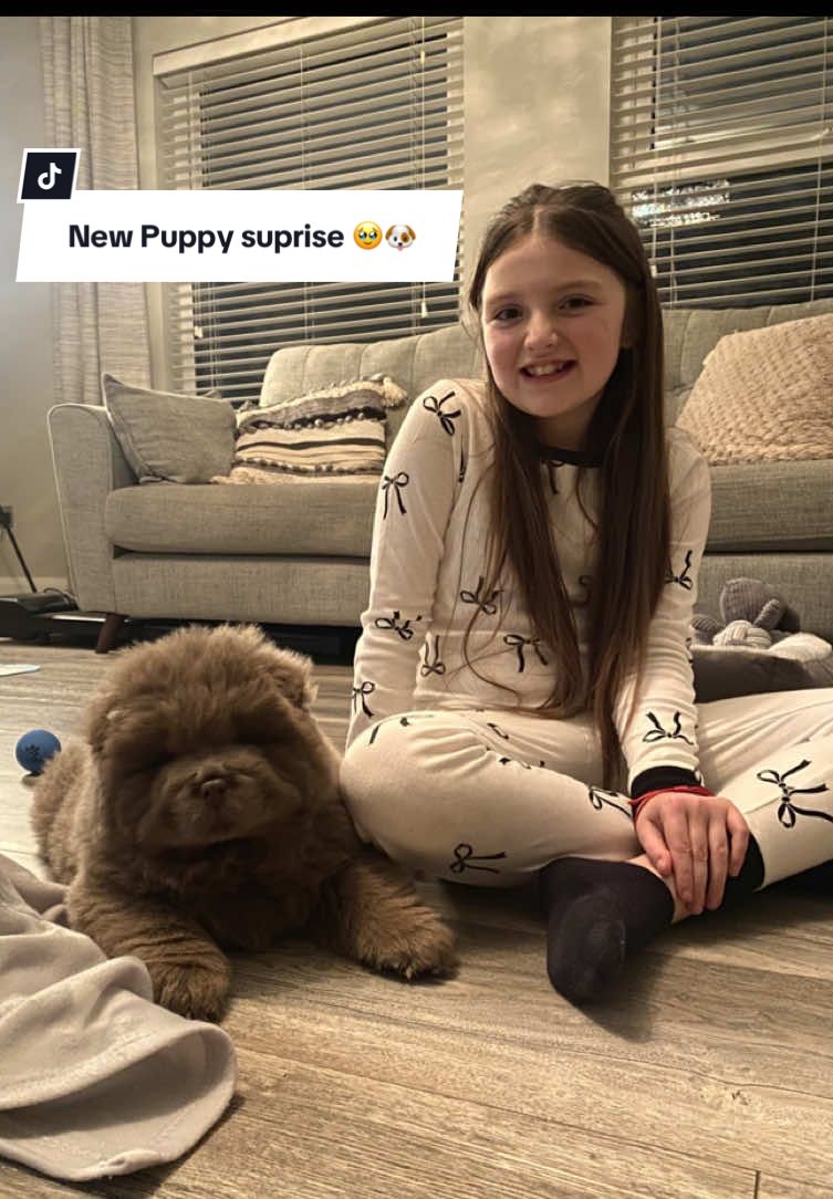 Suprising our youngest daughter with a new puppy 🐶  This had to be one of the best feelings, her wee reaction was everything to us  🥹🥹 #newpuppy #puppy #chowchow #chowchowpuppy #suprise #puppylove #puppydog #daughter 
