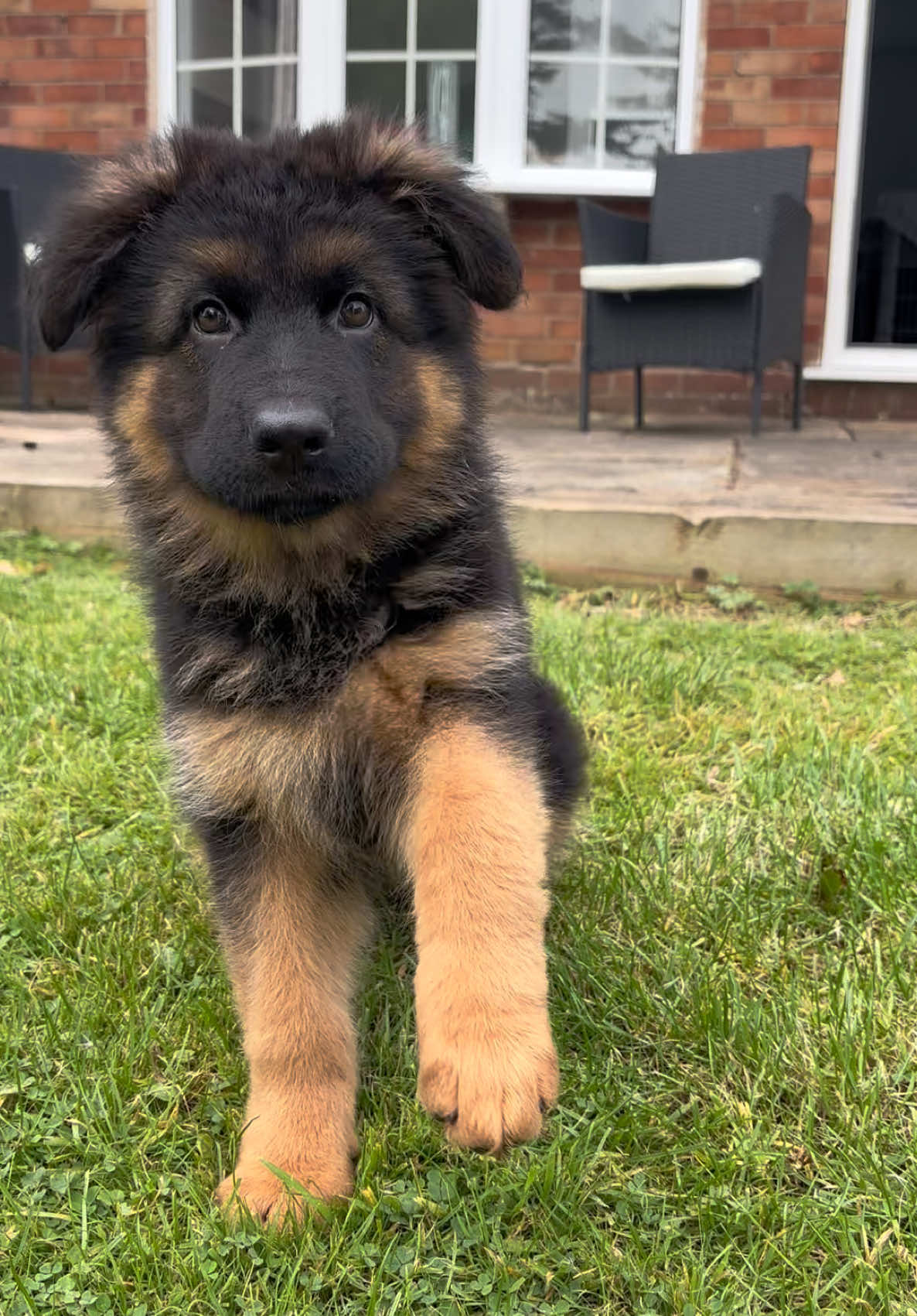 5 months difference is just crazy 🙈 #puppy #beforeandafter #germanshepherdpuppy #germanshepherdsoftiktok #gsd #puppy #fluffy #cute #dog #Love #7monthsold #dogsoftiktok #cutevideo #gsdpuppy 