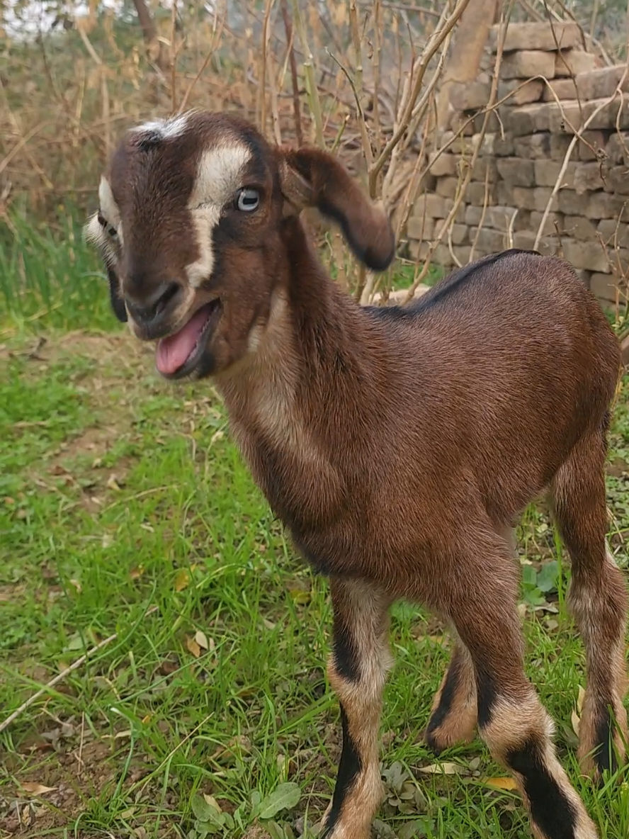 Sweetest Sounds of My Cutest baby goats 😘😘🎵🎵. #babygoats #goat #goatsoftiktok #goated #pets #cutepets #babypets #babyanimal #babyanimals #cuteanimals #funny #funnyvideo #animals #adorable #trend #foryou 