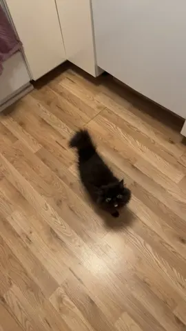 Bacon boy❤️🥓 #blackcat #persian #cat #kitty #kitten #kittens #soundup #fyp #foryou #PetsOfTikTok #baby #Love #pets #pet #funny #cats #