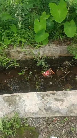 alat pancing unik dari bocil #shorts #mancing #hiburan #happy yg mau endors alat pancing buat anak tersebut bisa DM .hehehe