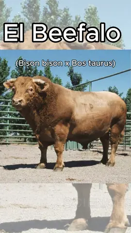 El Beefalo (Bison bison x Bos taurus) es un híbrido natural que fue obtenido de la cruza de búfalo americano con vaca doméstica europea y actualmente también con cebú. En cuanto a su genotipo, es 3/8 de búfalo y 5/8 de bovino. No se exige un color de pelaje específico ni una distribución determinada del mismo, pueden ser astados o acornes.