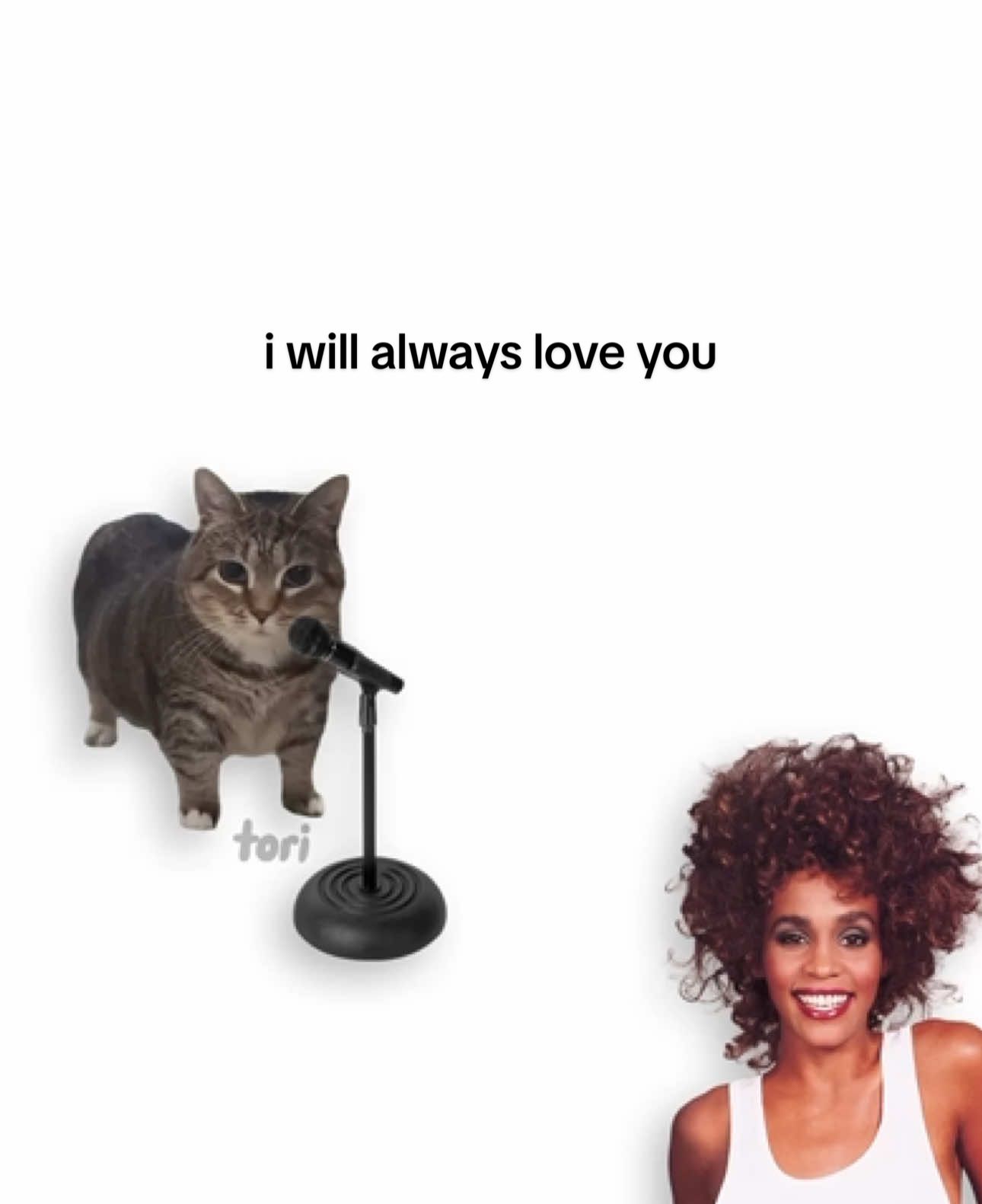 a will always a u 🥺 #cats #lyrics #whitneyhouston #fyp #oiiaiiooiiai 