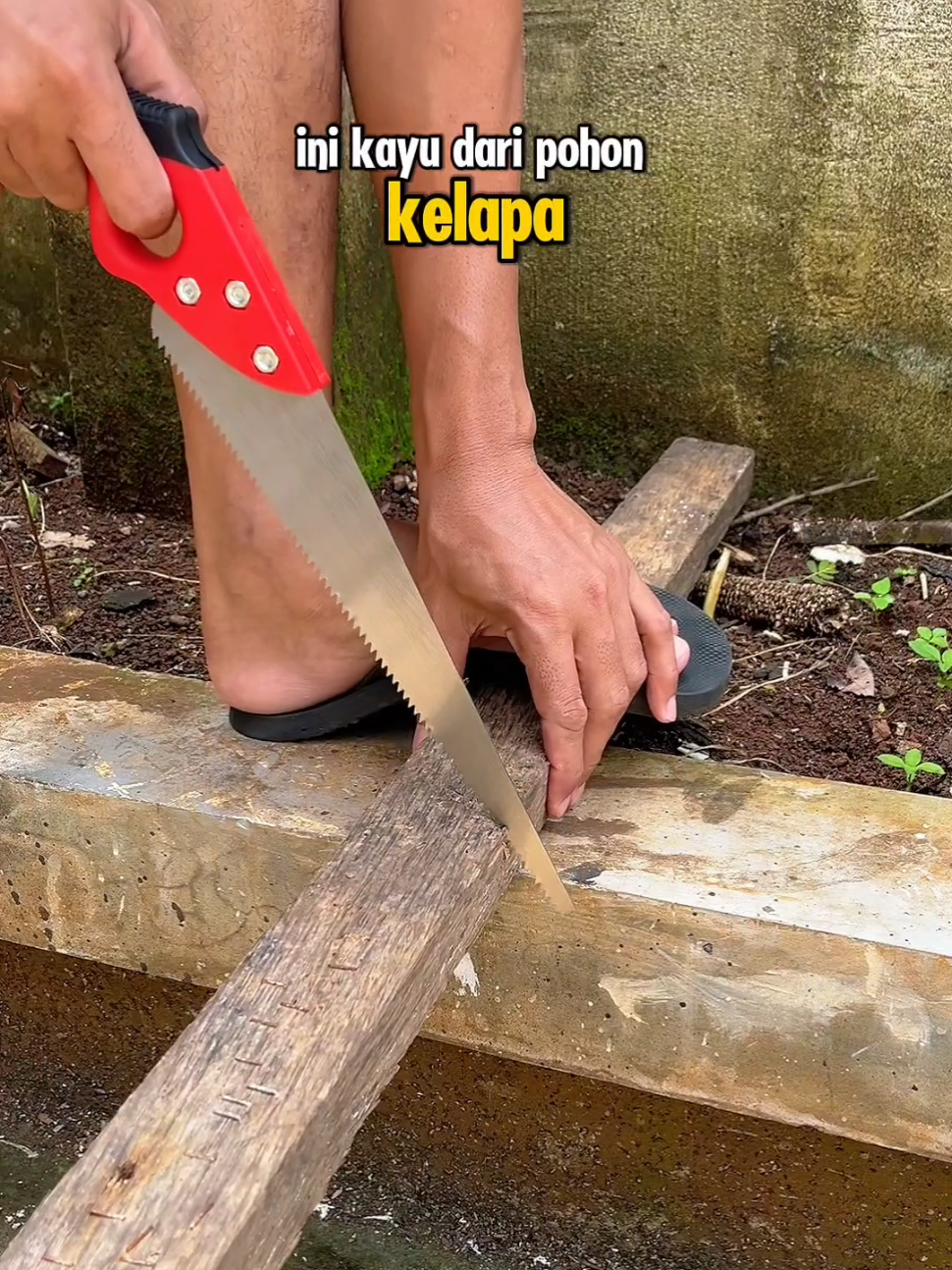 gergaji kayu jld #gergajikayu 