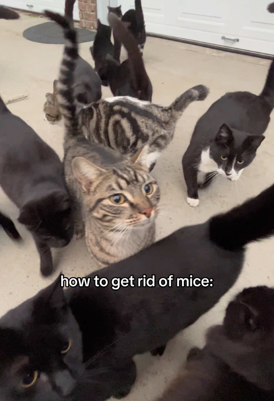 Rent is due. All in good fun. #creatorsearchinsights #catsoftiktok #cats #animals 