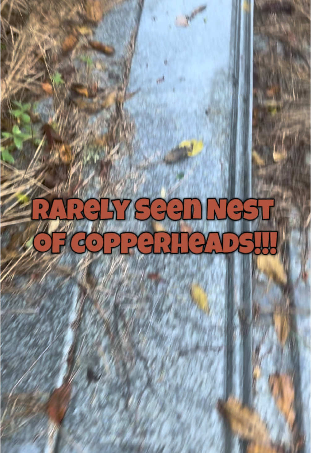 I found a Rarely seen nest of Copperheads!  #snake #snakes #animals #wildlife #baby #cute #fyp 