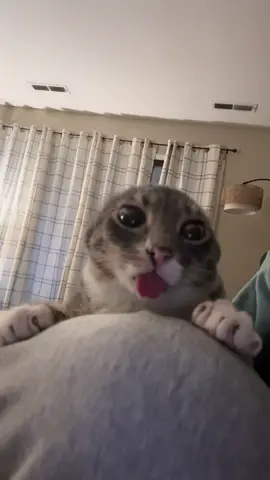 follow all my linked socials iamrigbycat so you don’t miss rigs #fyp #catsoftiktok #cattok #blep #rigbycat 